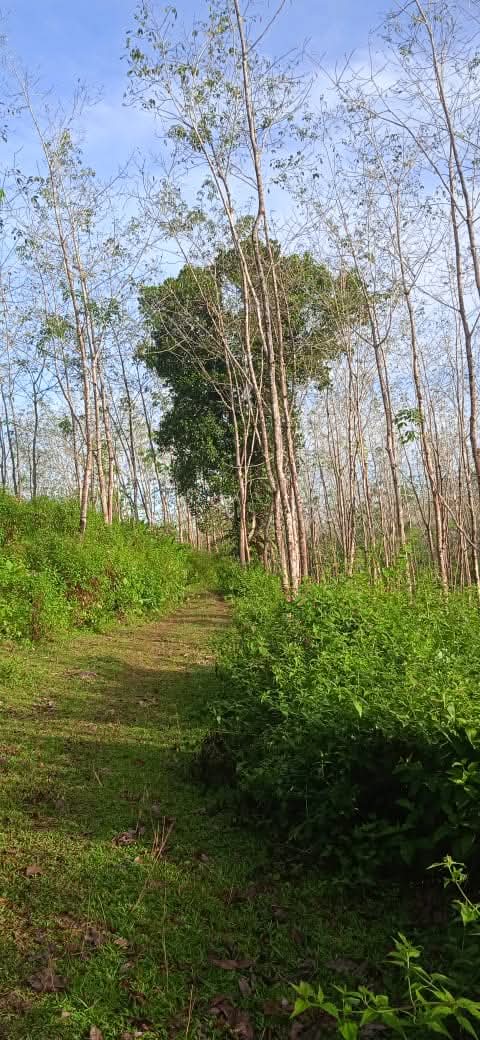 Valuable 18-Acre Rubber Land for Sale in Elpitiya – Galle